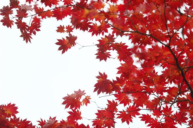 17일 강원도 설악산에 붉게 물든 단풍이 고운 자태를 뽐내고 있다. 2019.10.17 뉴스1