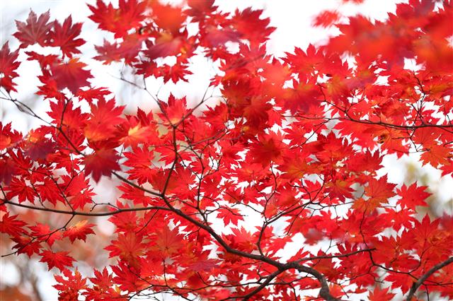 17일 강원도 설악산에 붉게 물든 단풍이 고운 자태를 뽐내고 있다. 2019.10.17 뉴스1