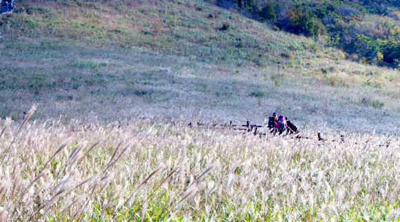 17일 ‘영남알프스’ 울산 울주군 간월재에 핀 억새를 따라 등산객들이 가을을 즐기고 있다.  2019.10.17  연합뉴스