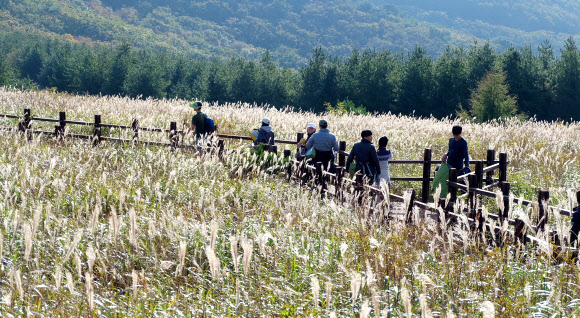 17일 ‘영남알프스’ 울산 울주군 간월재에 핀 억새를 따라 등산객들이 가을을 즐기고 있다.  2019.10.17  연합뉴스