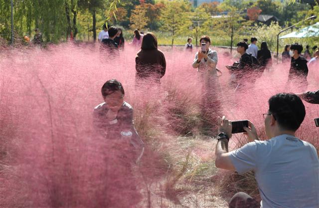 핑크뮬리 사이 속으로