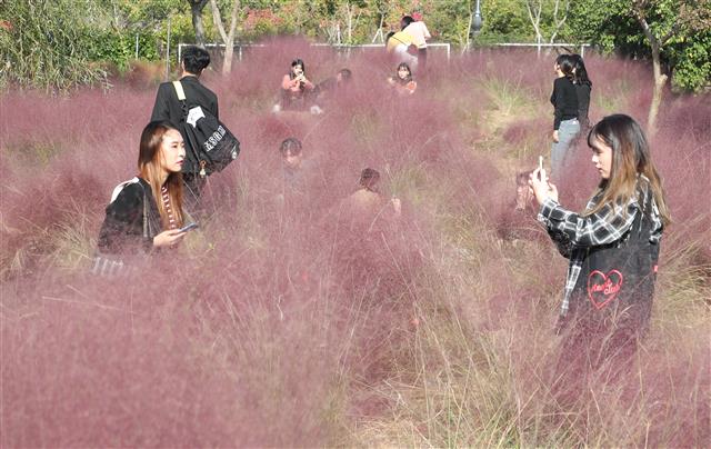 가을에는 ‘핑크뮬리’