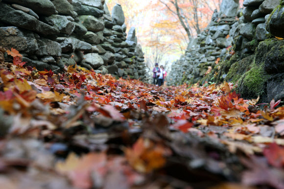 낙엽 쌓인 노추산 모정탑 길