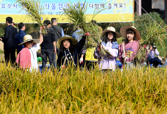 22일 서울 영등포구 양평유수지에서 열린 벼베기 가을걷이 체험행사에서 방중초등학교 학생들이 벼베기 체험을 하고 있다. 2019.10.22. 오장환 기자 5zzang@seoul.co.kr