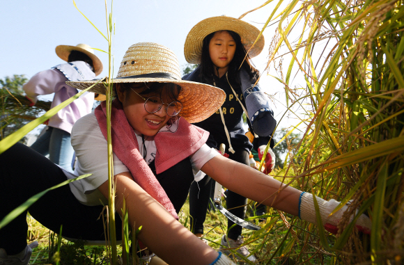 22일 서울 영등포구 양평유수지에서 열린 벼베기 가을걷이 체험행사에서 방중초등학교 학생들이 벼베기 체험을 하고 있다. 2019.10.22. 오장환 기자 5zzang@seoul.co.kr