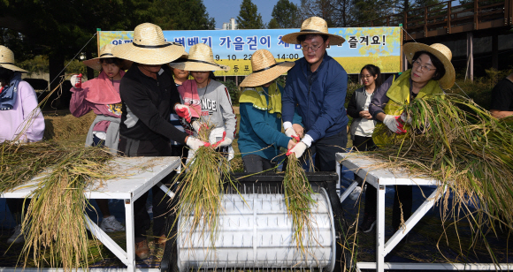 22일 서울 영등포구 양평유수지에서 열린 벼베기 가을걷이 체험행사에서 채현일 영등포구청장과 방중초등학교 학생들이 수확한 벼를 탈곡하고 있다. 2019.10.22. 오장환 기자 5zzang@seoul.co.kr