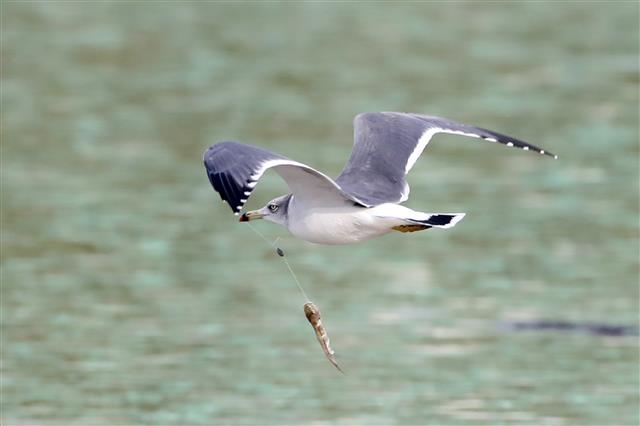 낚시 줄로 고기 잡은 갈매기