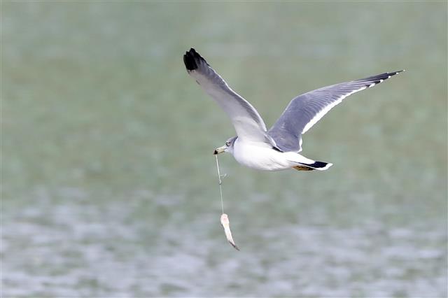 갈매기의 낚시 실력