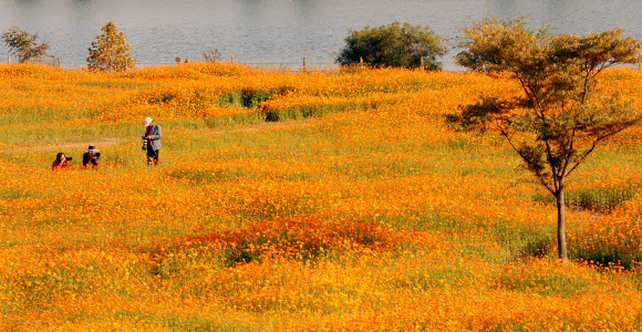 온통 노란색으로 변한 대전 갑천 둔치