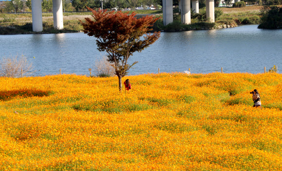 온통 노란색으로 변한 대전 갑천 둔치