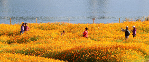 온통 노란색으로 변한 대전 갑천 둔치