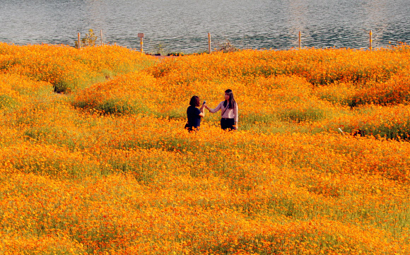 온통 노란색으로 변한 대전 갑천 둔치
