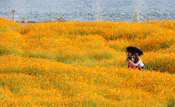 온통 노란색으로 변한 대전 갑천 둔치