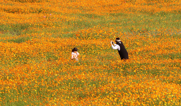 대전 갑천 둔치에 노랑 코스모스 활짝