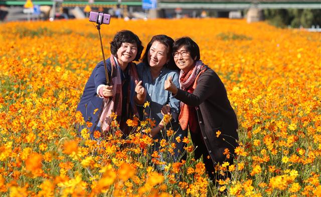 가을 내음 물씬 풍기는 노란 코스모스 배경으로