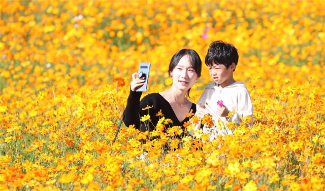 엄마와 아이 ‘노란 코스모스 배경으로 촬칵’
