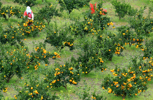 제주는 감귤 수확철