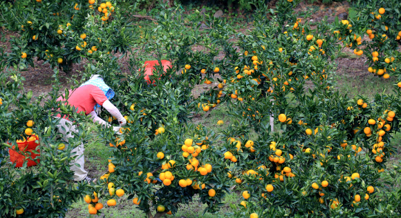 감귤 수확