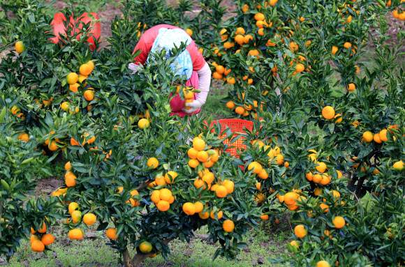 감귤 수확