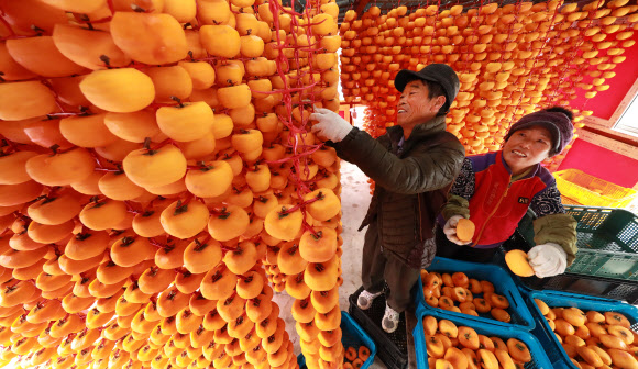 ‘지리산 함양 곶감 만들어요’