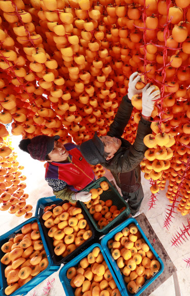 ‘지리산 함양 곶감 만들어요’