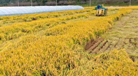 벼 수확 한창
