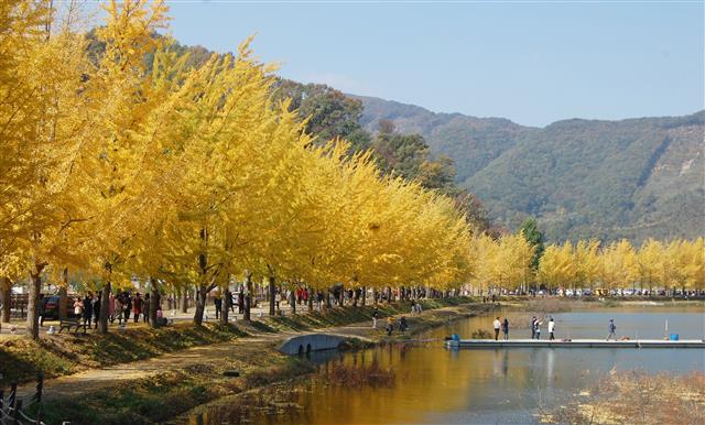 주말인 26일 충북 괴산군 문광면 양곡1리 은행나무 가로수 길에 가을정취를 만끽하려는 인파가 북적이고 있다. 양곡1리는 지난 1979년 마을진입로에 주민들이 허전한 마을 입구를 예쁘게 꾸미기 위해 새마을운동 일환으로 은행나무 110여 그루를 식재하면서 가로수 길을 조성했다. 식재당시 2m 높이의 어린나무가 40여년이 지난 지금은 마을길 400m 양쪽으로 빼곡히 들어서며 한 폭의 채색화와 같은 경관을 연출하고 있다. 2019.10.26 뉴스1