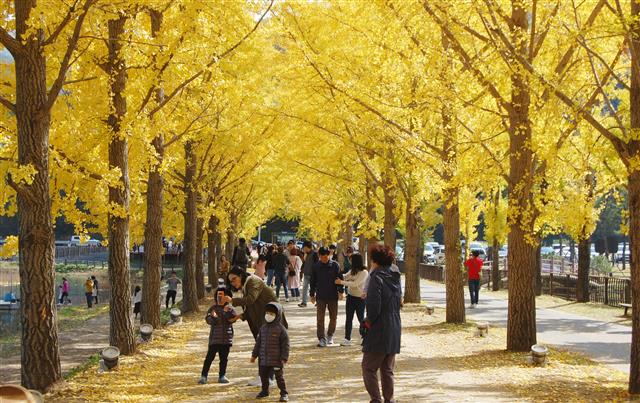 주말인 26일 충북 괴산군 문광면 양곡1리 은행나무 가로수 길에 가을정취를 만끽하려는 인파가 북적이고 있다. 양곡1리는 지난 1979년 마을진입로에 주민들이 허전한 마을 입구를 예쁘게 꾸미기 위해 새마을운동 일환으로 은행나무 110여 그루를 식재하면서 가로수 길을 조성했다. 식재당시 2m 높이의 어린나무가 40여년이 지난 지금은 마을길 400m 양쪽으로 빼곡히 들어서며 한 폭의 채색화와 같은 경관을 연출하고 있다. 2019.10.26 뉴스1