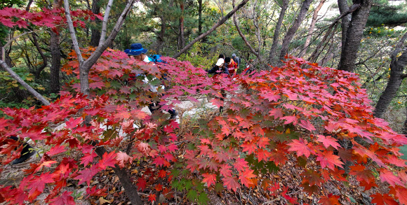 빨갛게 물든 북한산 단풍