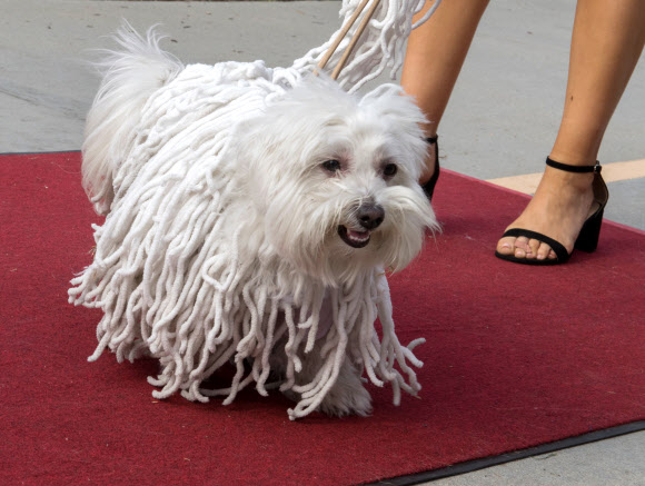 반려견이 27일(현지시간) 미국 캘리포니아 롱 비치에서 열리는 ‘핼러윈 도그 퍼레이드(Haute Dog Howl’oween Parade)’ 퍼레이드에 참여하고 있다. AFP 연합뉴스