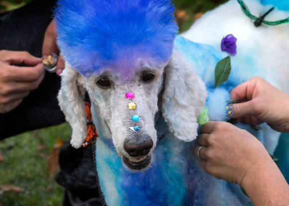 반려견이 27일(현지시간) 미국 캘리포니아 롱 비치에서 열리는 ‘핼러윈 도그 퍼레이드(Haute Dog Howl’oween Parade)’에 참여하고 있다. AFP 연합뉴스