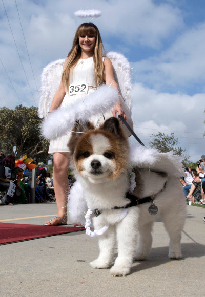 반려견이 27일(현지시간) 미국 캘리포니아 롱 비치에서 열리는 ‘핼러윈 도그 퍼레이드(Haute Dog Howl’oween Parade)’에 참여하고 있다. AFP 연합뉴스