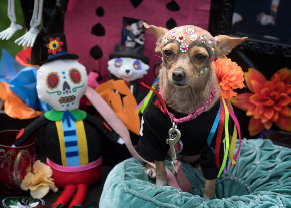 반려견이 27일(현지시간) 미국 캘리포니아 롱 비치에서 열리는 ‘핼러윈 도그 퍼레이드(Haute Dog Howl’oween Parade)’에 참여하고 있다. AFP 연합뉴스