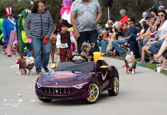 반려견이 27일(현지시간) 미국 캘리포니아 롱 비치에서 열리는 ‘핼러윈 도그 퍼레이드(Haute Dog Howl’oween Parade)’에 참여하고 있다. AFP 연합뉴스