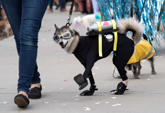 반려견이 27일(현지시간) 미국 캘리포니아 롱 비치에서 열리는 ‘핼러윈 도그 퍼레이드(Haute Dog Howl’oween Parade)’에 참여하고 있다. AFP 연합뉴스
