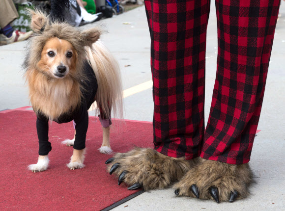 반려견이 27일(현지시간) 미국 캘리포니아 롱 비치에서 열리는 ‘핼러윈 도그 퍼레이드(Haute Dog Howl’oween Parade)’에 참여하고 있다. AFP 연합뉴스
