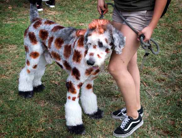 반려견이 27일(현지시간) 미국 캘리포니아 롱 비치에서 열리는 ‘핼러윈 도그 퍼레이드(Haute Dog Howl’oween Parade)’에 참여하고 있다. AFP 연합뉴스