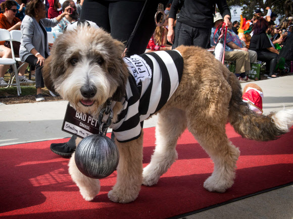 반려견이 27일(현지시간) 미국 캘리포니아 롱 비치에서 열리는 ‘핼러윈 도그 퍼레이드(Haute Dog Howl’oween Parade)’에 참여하고 있다. AFP 연합뉴스