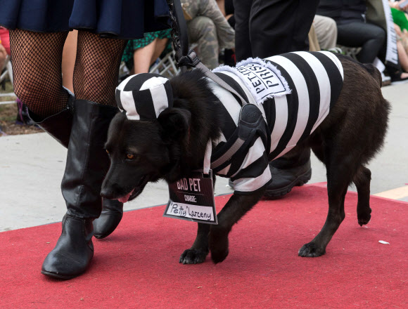 반려견이 27일(현지시간) 미국 캘리포니아 롱 비치에서 열리는 ‘핼러윈 도그 퍼레이드(Haute Dog Howl’oween Parade)’에 참여하고 있다. AFP 연합뉴스