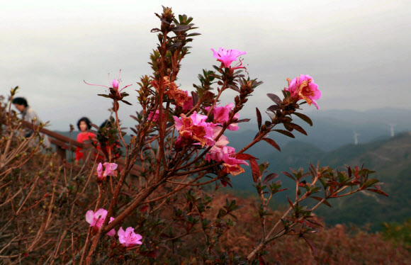 가을에 철쭉이?