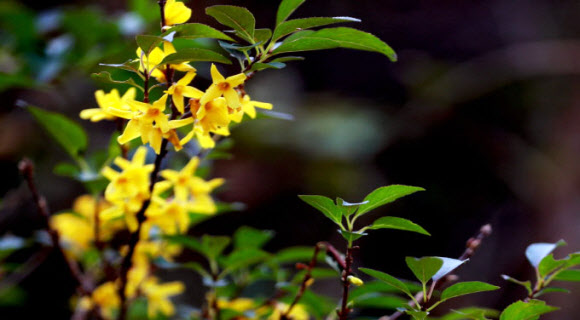 가을에 개나리가?