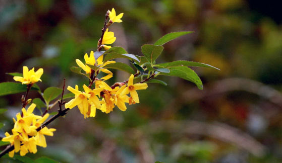 가을에 개나리가?