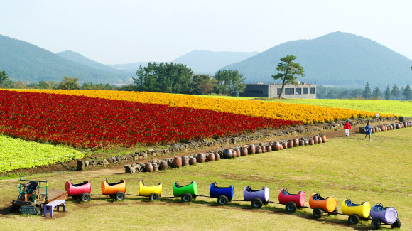 ‘가을, 맨드라미 꽃밭에서’