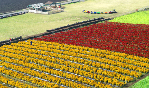 ‘가을, 맨드라미 꽃밭에서’