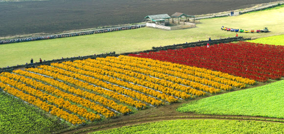 ‘예쁘다, 맨드라미’