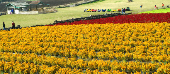 ‘예쁘다, 맨드라미’