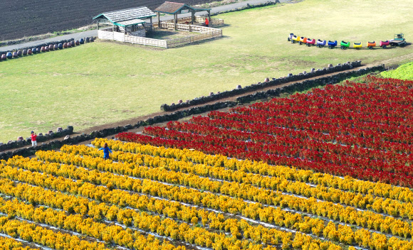 ‘가을, 맨드라미 꽃밭에서’