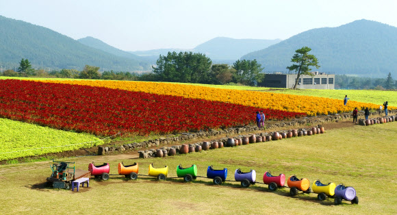 ‘예쁘다, 맨드라미’