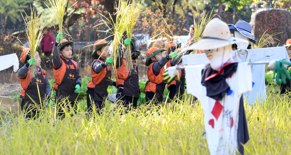 30일 서울 양천구 신트리공원에서 여린 도심 속 벼베기 체험행사에 참여한 어린이들이 자신들이 수확한 벼를 들어 보이고 있다.  2019. 10. 30 정연호 기자 tpgod@seoul.co.kr