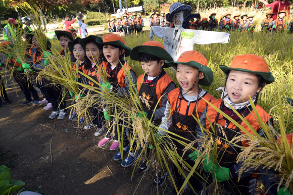 30일 서울 양천구 신트리공원에서 여린 도심 속 벼베기 체험행사에 참여한 어린이들이 자신들이 수확한 벼를 들어 보이고 있다.  2019. 10. 30 정연호 기자 tpgod@seoul.co.kr